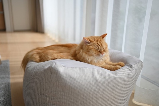 ビーズクッションの上で寝る猫