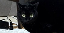 『くしゃみ』をしたら、いっしょの部屋にいた『黒猫』が…可愛すぎる『リアクション』に７万いいね「しっぽがｗ」「漫画のような光景ｗ」
