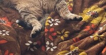 気持ちよさそうに日向ぼっこする元野良猫→可愛すぎる『体勢』に笑顔になる人が続出「中に人が入ってる」「野生を忘れたｗ」と３万いいね
