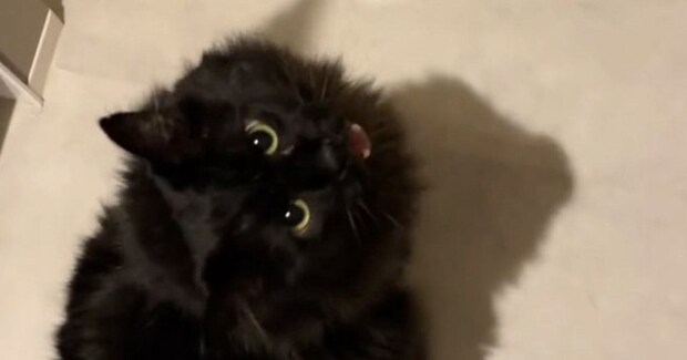 『大好きな人の帰りを待つ黒猫』→玄関から音がすると……「なんて健気」「尊すぎて無理」たまらなく可愛い光景が40万再生「はぁ癒された」