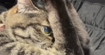 ただいまーと帰宅した瞬間、『猫を抱っこ』すると…「恥ずかしいのかなｗ」まさかの『ポーズ』が27万再生「高飛び込みｗ」「面白いｗ」
