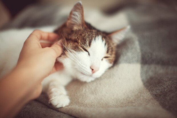 首元を撫でられる猫
