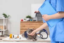 シニア猫に多い『甲状腺機能亢進症』の見逃せないサイン7つ　発症する原因や取るべき対処法まで解説