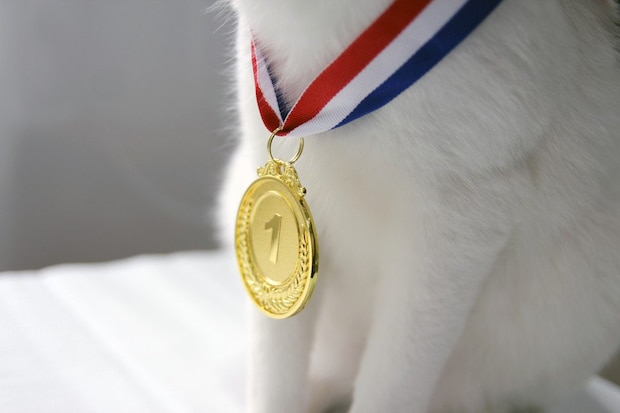 金メダルをつけた猫の首元