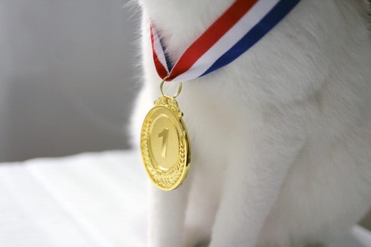 「金メダルは愛猫に捧ぐ」　米国フィギュアスケート選手からの贈りもの