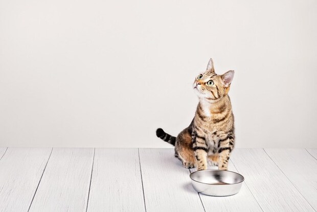 訴えかける猫