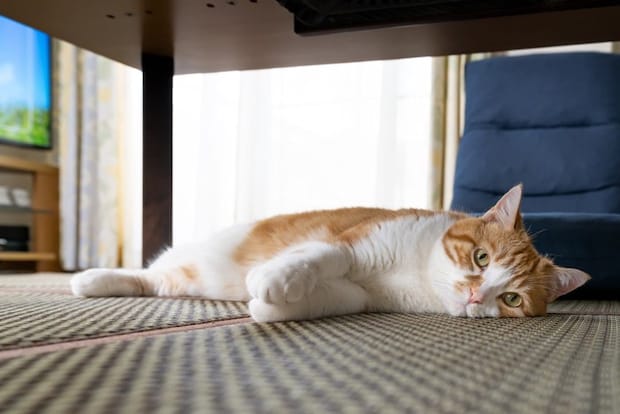 退屈そうな猫