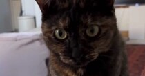 高熱でダウンした日→猫に『飴を持ってきて』とお願いしてみた結果…まさかの光景が18万再生「完全に赤ちゃんだと思われてるｗ」「ええー！」