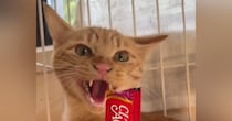 激しく威嚇する保護猫に『おやつ』を差し出してみると…まさかの展開が37万再生の反響「一瞬だけ考えてるｗ」「何度も見ちゃうｗ」と爆笑の声