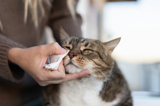 猫が『涙を流している』ときに考えられる原因4つ　病気のリスクから対処法まで解説