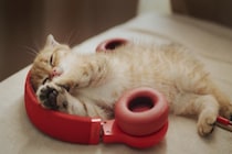 猫が『音楽』を聴くことで期待される効果2つ　曲選びのポイントや注意点もご紹介