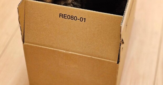 『かわいいよ』と呼ばれて行ってみたら…ダンボールの中で2匹の猫が見せた光景に「注文したいｗ」「でかい声出ちゃったｗ」と４万いいね