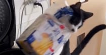 『食パン』をくわえて逃げていく猫→飼い主さんに『回収』されると…笑ってしまう光景が121万再生「可愛い泥棒さんｗ」「ほっこりした」