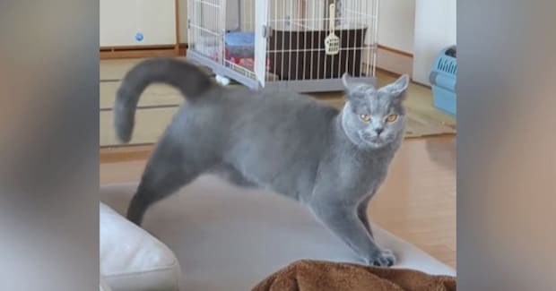 真剣な表情で見つめてきた猫→『ステップ』を踏み始めて…まさかの『動き』が79万再生「やんのかステップが下手説ｗ」「初めて見たｗ」と爆笑