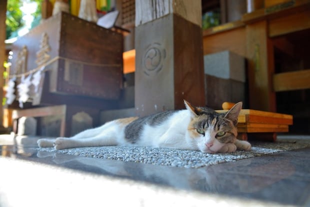 神社で寝そべる猫