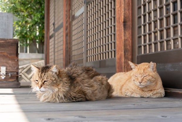 神社に住む二匹の猫