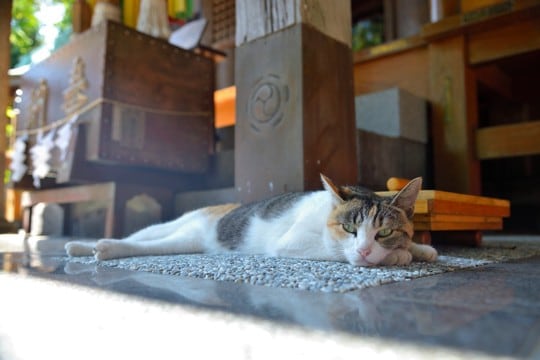 猫にまつわるご縁がある『お寺・神社』5選　猫好きが参拝したくなる理由と見どころ