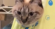 カンガルーのように『服に乗るのが好きな猫』→袋に入れてみたら…尊すぎる光景に２万いいね「かっっっっわっっ」「ニヤニヤしたｗ」と悶絶の声