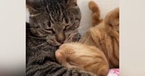 『3450万再生』甘えん坊の妹猫→兄猫の前で寝転がると…まるで恋人同士のような『ラブラブすぎる光景』に悶絶「愛だね」「涙が出てくる」