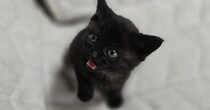 とっても小さな子猫をお迎えして『２か月』が経過したら…飼い主驚きの"成長っぷり"に「わかるｗ」「本当にビックリするよね」と反響