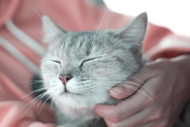 寝る猫