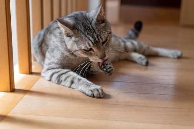 毛づくろいする猫