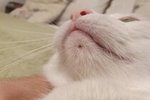 猫のアゴ下に『黒いニキビ』ができる原因3つ　放置するとどうなる？正しい対処法も解説