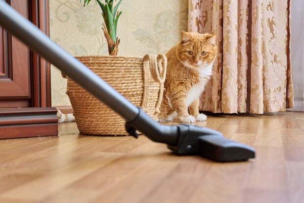 掃除機を見つめる猫