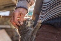 飼い主が『猫に育ててもらった』と感じる瞬間5選　愛猫との暮らしで起きる変化とは