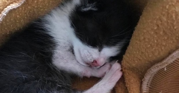屋根から落ちてきた『目も開いていない赤ちゃん猫』→8年後……「立派になったねw」劇的なビフォーアフターが話題「幸せが降ってきたんだ」