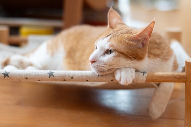 部屋の中でくつろぐ猫 茶トラ白