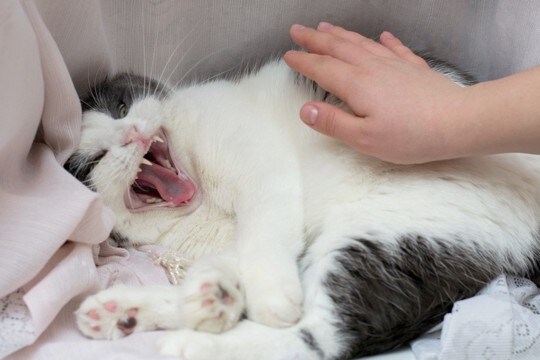 猫に『近づかないほうがいい』タイミング4選 そっとしておくべき理由や警戒サインまで