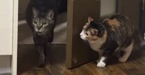 お兄ちゃん猫を驚かせようと『物陰で待ち構えていた猫』→次の瞬間…予想外すぎる展開が19万再生「抱きしめたくなるｗ」「検証してて笑った」