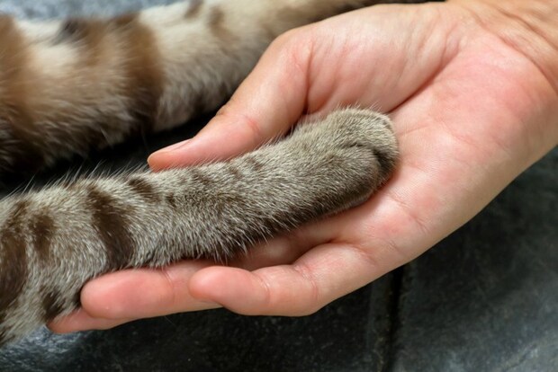 握手する猫と人