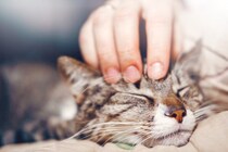 猫はあなたをどれくらい信じている？愛猫からの『信頼度』を見極めるポイント5つ