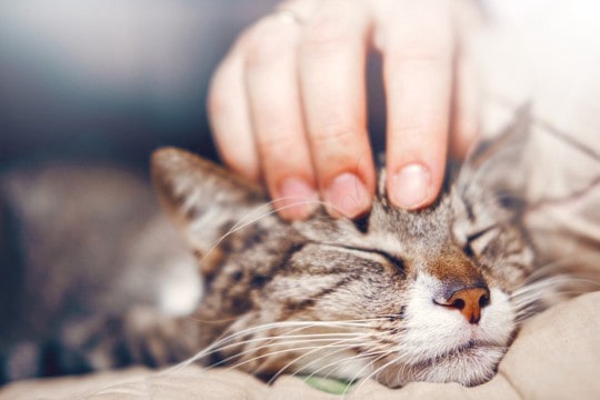 猫はあなたをどれくらい信じている?愛猫からの『信頼度』を見極めるポイント5つ