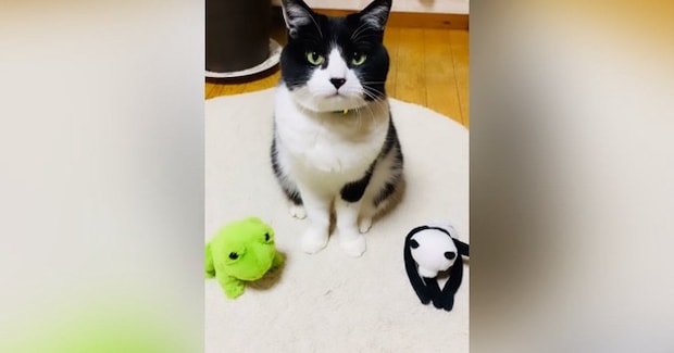 ハチワレ猫に『いいこいいこしてあげて』と伝えると→隣にあった『ぬいぐるみ』に…驚きの光景が85万再生「て、天才だ」「凄すぎる」と話題