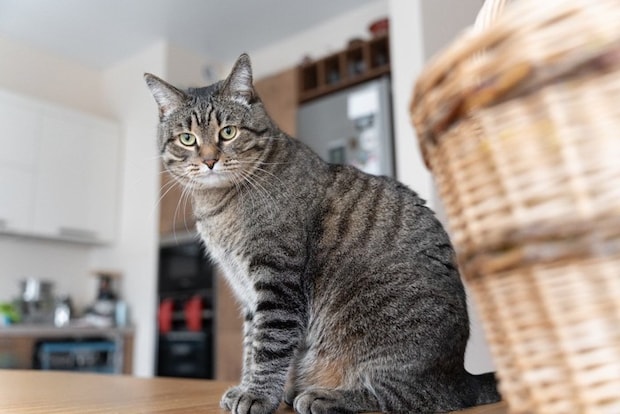 人の足にすり寄る猫