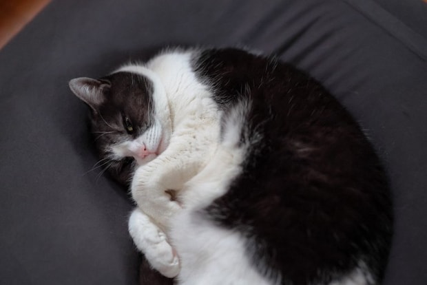 丸くなる猫