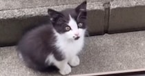 家の中を覗き込む『ひとりぼっちの痩せた子猫』…涙あふれる『２年後の光景』に「当時が嘘のよう」「本当によかったね」と感動の声続出