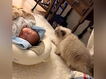 寝ている赤ちゃん→実家のネコが、横を通ろうとした結果…まるでスローモーション？『優しい行動』に「なんて賢いの」「ソロリソロリ」と反響