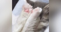 小さくて『ぬいぐるみのようだった子猫』が成長した結果…3年後の『激変した様子』が114万再生「おおお！」「とってもハンサム」と話題