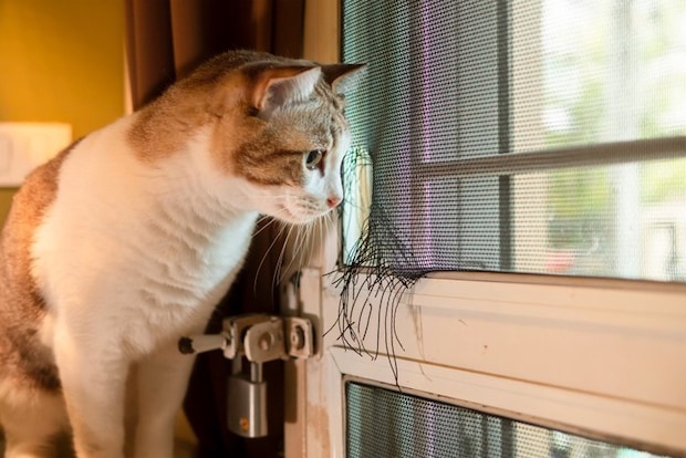 窓の外を見張る猫