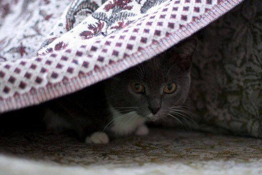 『ストレスを抱えた猫』に起こりうる異変5つ　見逃せないサインから対処法まで解説