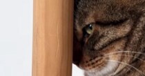 掃除機をかけている最中、キャットタワーを見ると…猫の可愛すぎる『隠れ方』が12万再生「精一杯隠れてるｗ」「バレてない、バレてないｗ」