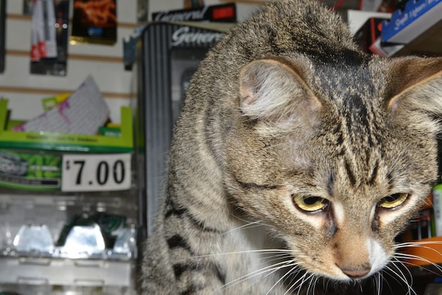 ボデガにいる猫