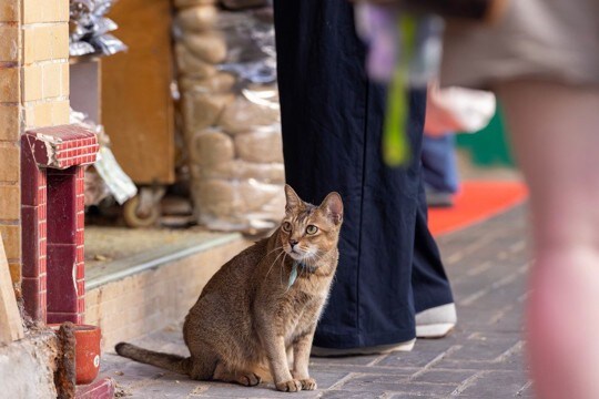 ニューヨーク名物「食料品店ボデガの猫」　合法化を求める動きが活発に　米国