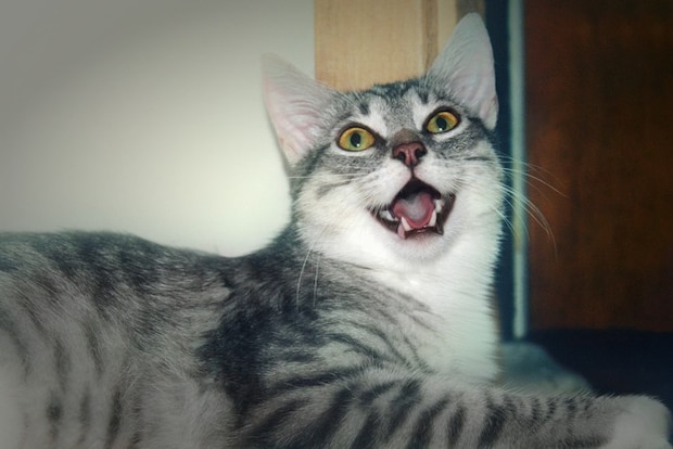 呼吸が荒い猫