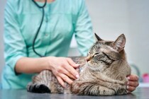 猫がしていたら要注意な『SOSサイン』5選　すぐに病院へ連れて行くべき危険な兆候とは
