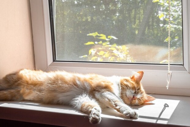 寝ている猫